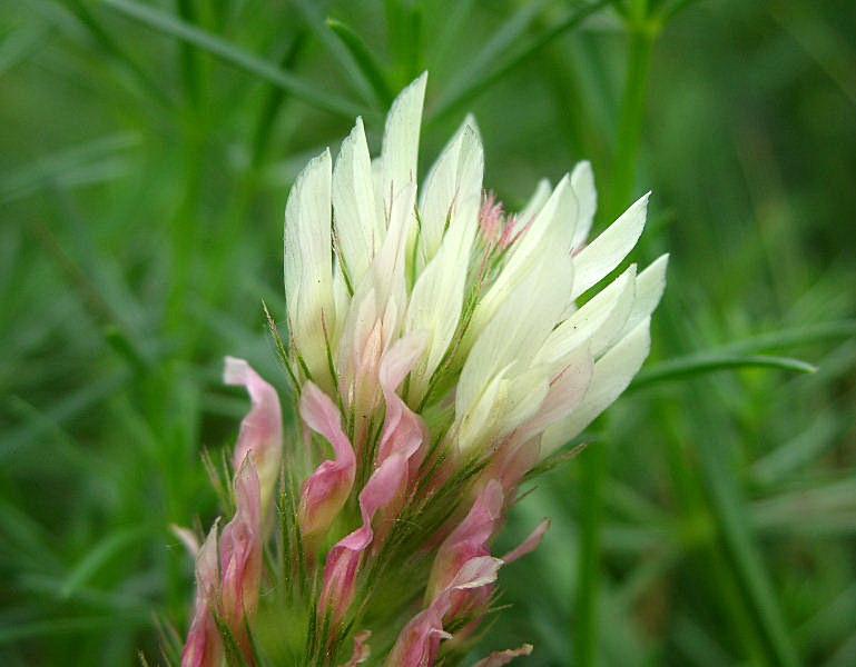 Trifolium incarnatum subsp. molinerii / Trifoglio di Molineri